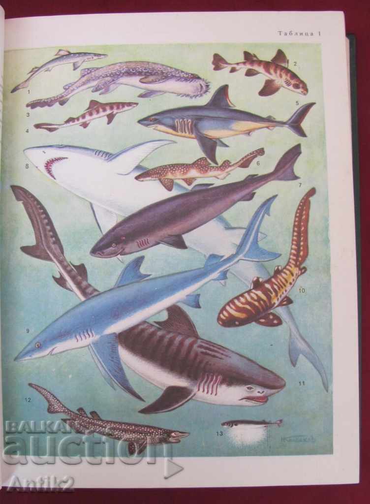1983 Book of animals and fish Russia - 5 1983 Book of animals and fish Russia - 5
