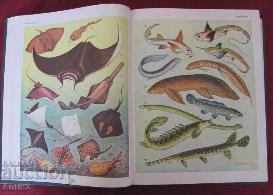 1983 Book of animals and fish Russia - 6 1983 Book of animals and fish Russia - 6