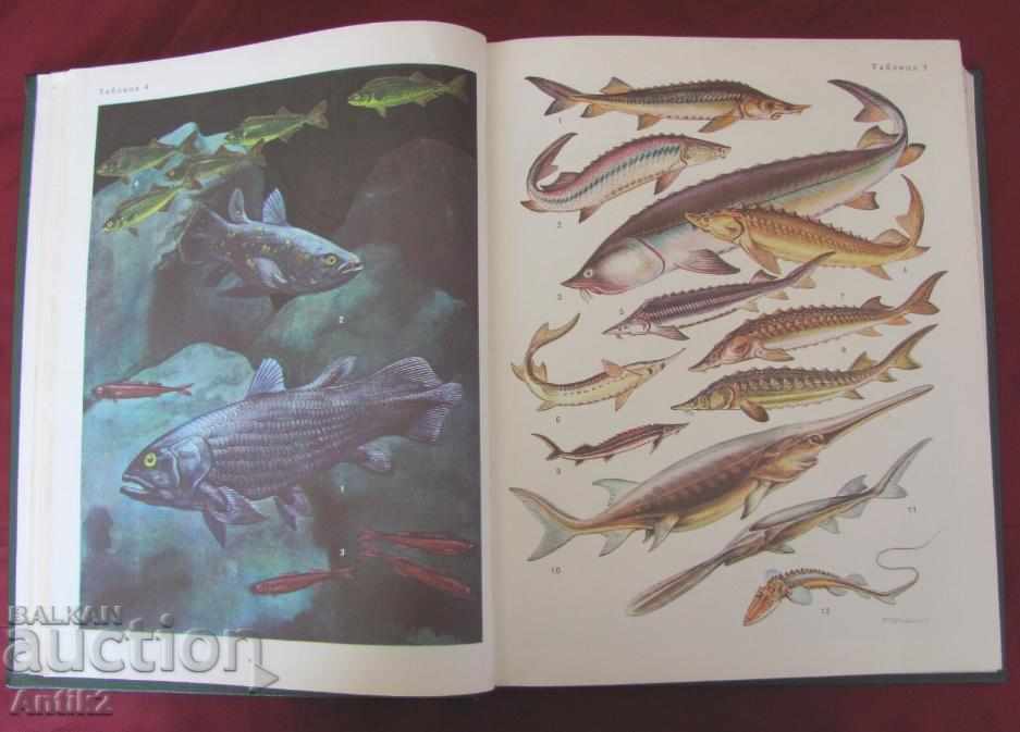 1983 Book of animals and fish Russia - 7 1983 Book of animals and fish Russia - 7