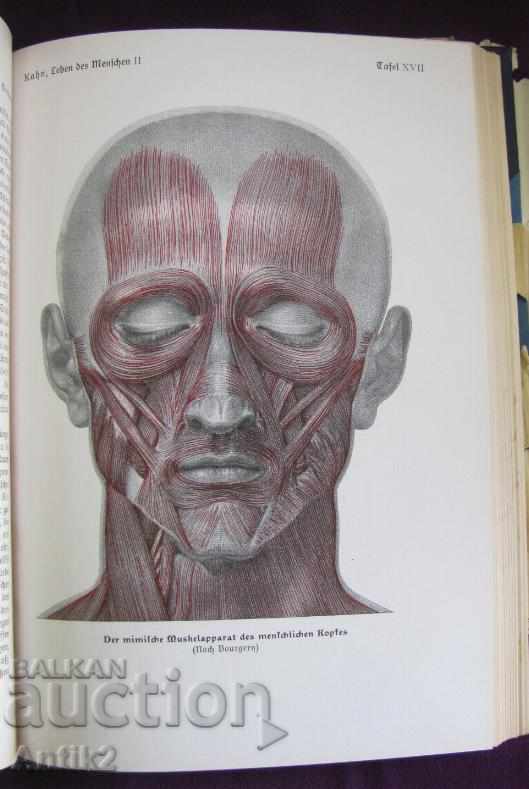 Delivery of 1927God Antique Book Anatomy, Biology, Physiology