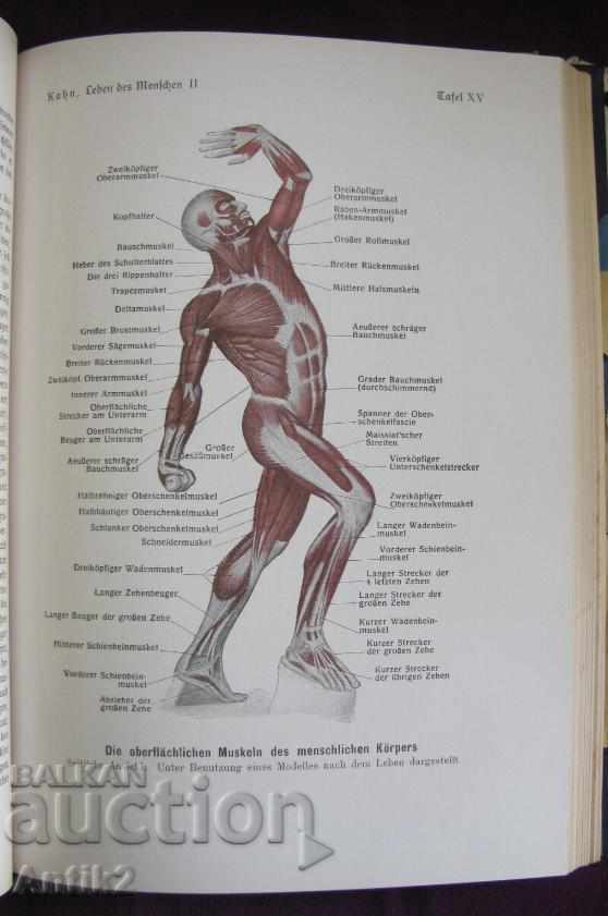 1927God Antique Book Anatomy, Biology, Physiology - 5