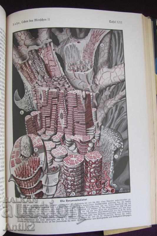 1927God Antique Book Anatomy, Biology, Physiology - 7