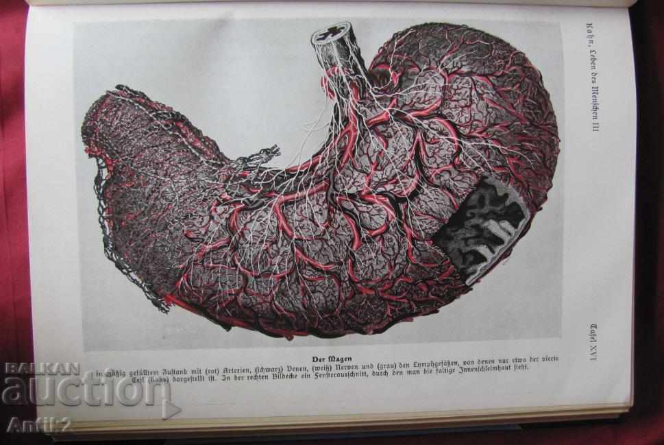 1927God Antique Book Anatomy, Biology, Physiology with price 112.50 BGN | € 57.52 1927God Antique Book Anatomy, Biology, Physiology with price 112.50 BGN | € 57.52