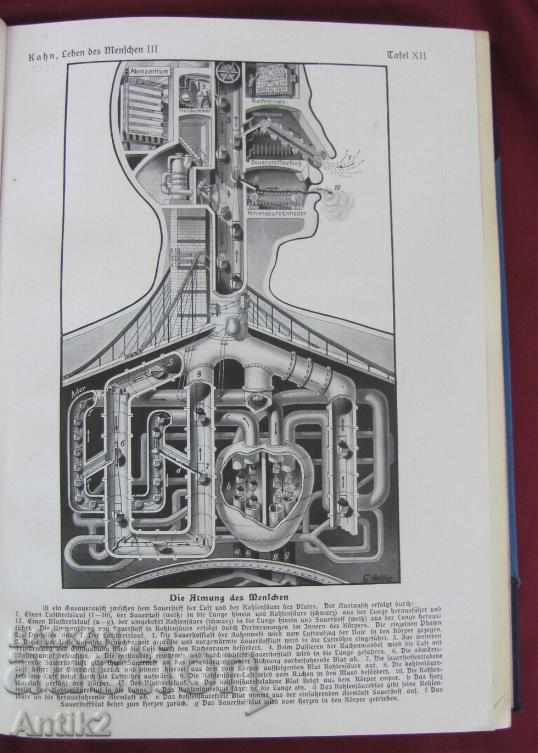 Auction 1927God Antique Book Anatomy, Biology, Physiology Auction 1927God Antique Book Anatomy, Biology, Physiology