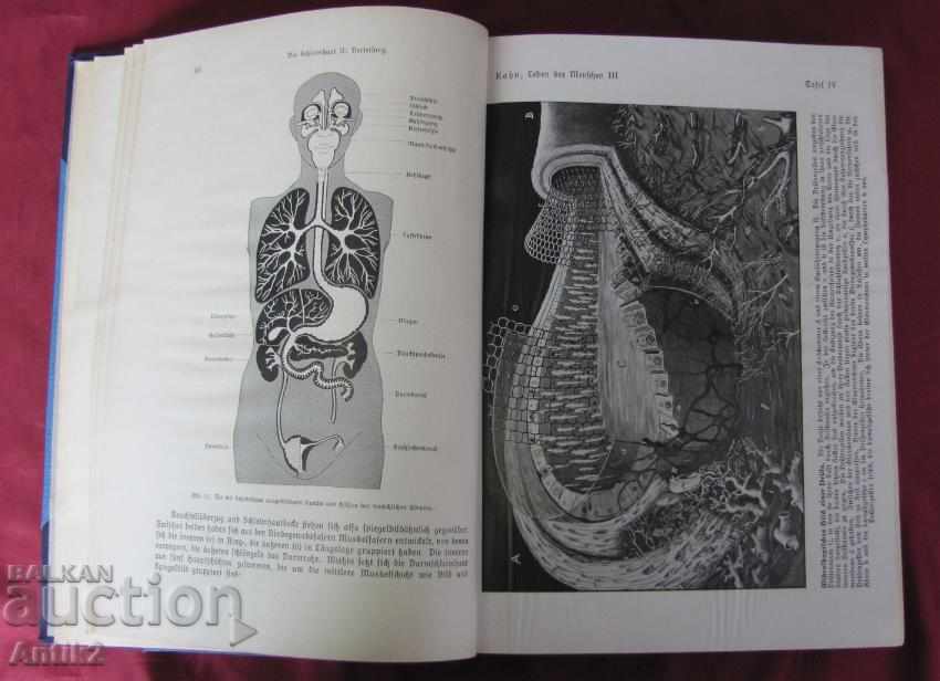 1927God Antique Book Anatomy, Biology, Physiology - 6 1927God Antique Book Anatomy, Biology, Physiology - 6