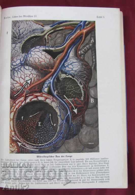1927God Antique Book Anatomy, Biology, Physiology - 7 1927God Antique Book Anatomy, Biology, Physiology - 7