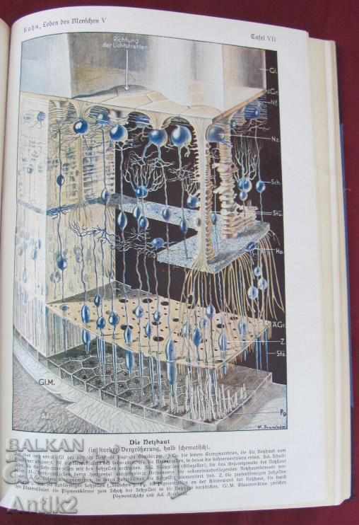 1931.Stara Antique Book Anatomy, Biology, Physiology - 6 1931.Stara Antique Book Anatomy, Biology, Physiology - 6