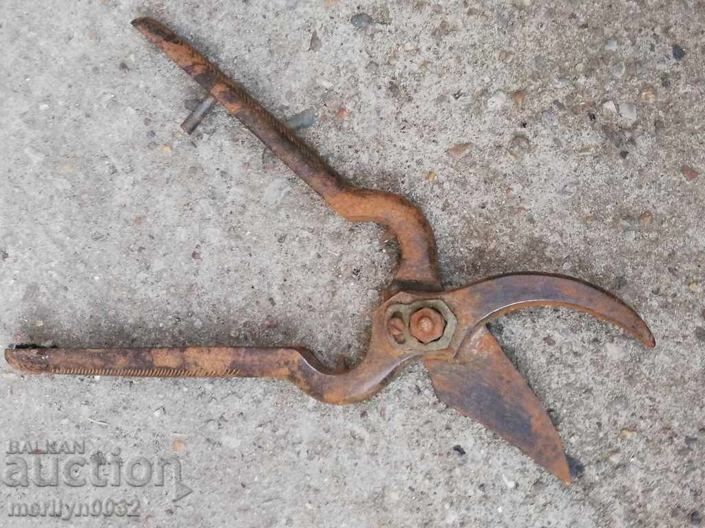 Old viticulture scissors, wrought iron - 6 Old viticulture scissors, wrought iron - 6