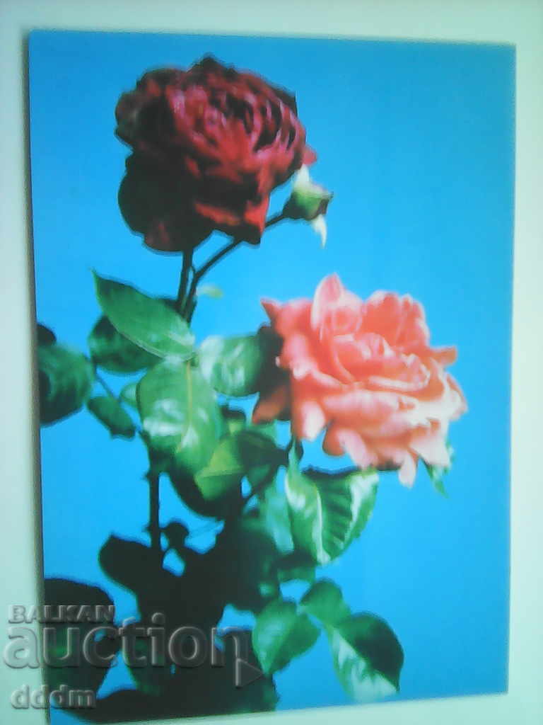 PK - Flowers ROSE