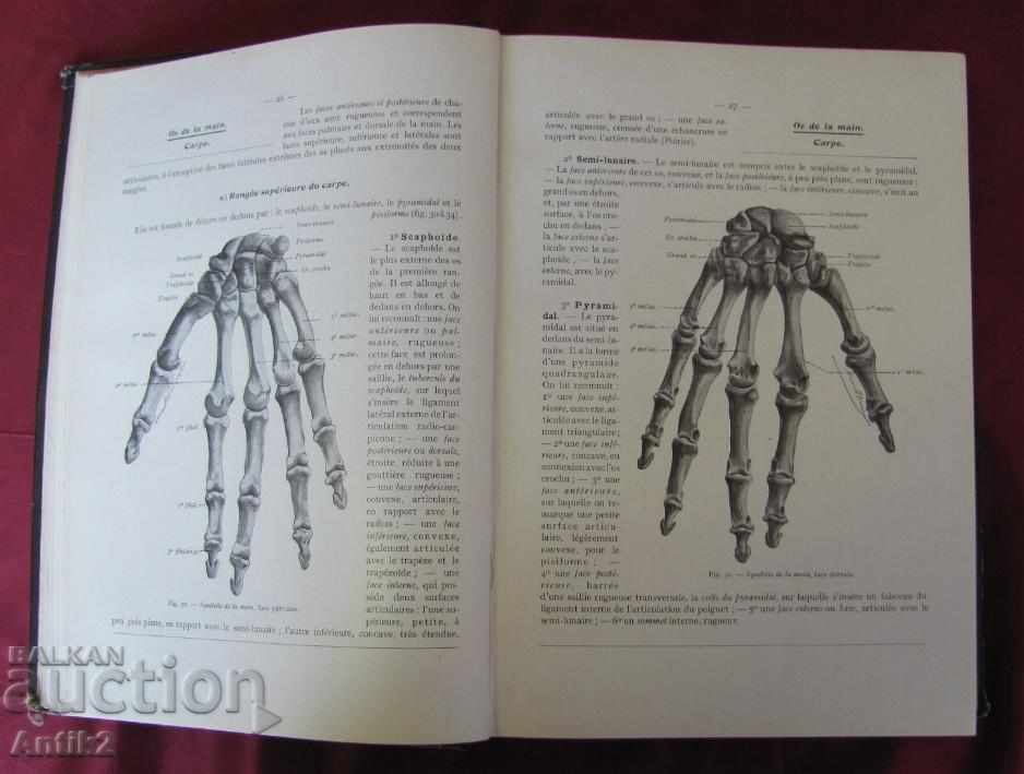 Auction 1943. Medical Book Human Anatomy Tom 2 France Auction 1943. Medical Book Human Anatomy Tom 2 France