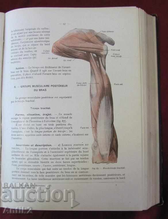 1943. Medical Book Human Anatomy Tom 2 France - 5 1943. Medical Book Human Anatomy Tom 2 France - 5