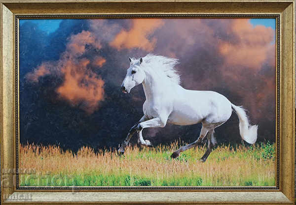Horse, framed picture