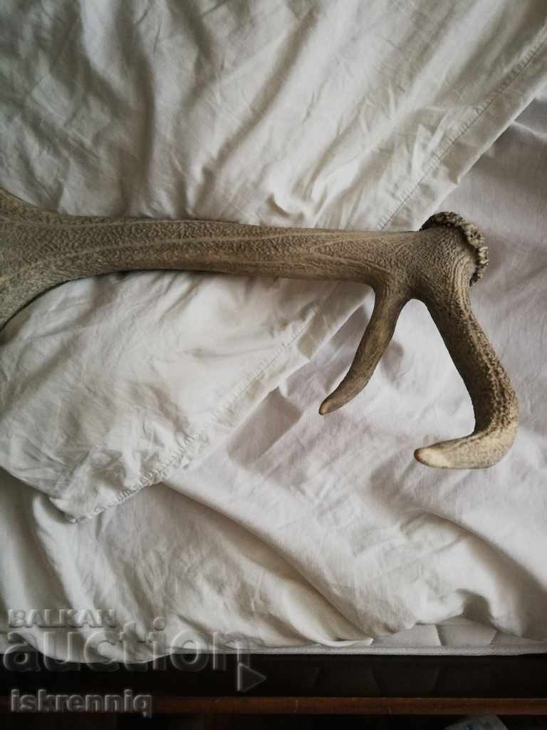 Big Elen's Horn with price 135.00 BGN | € 69.02