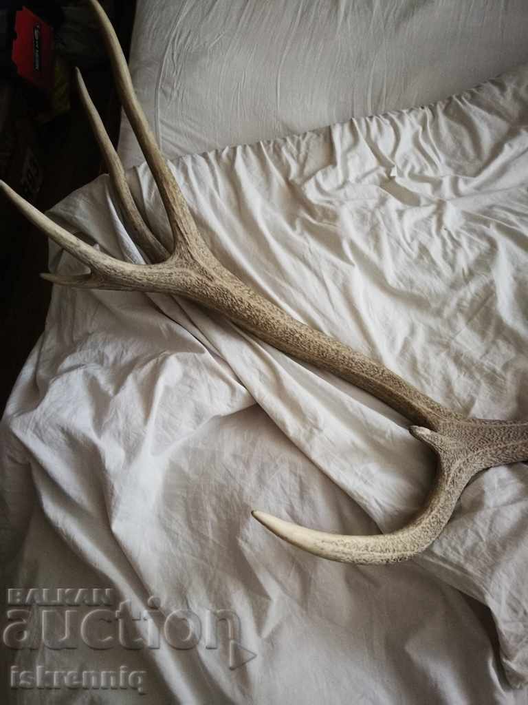 Auction  Big Elen's Horn