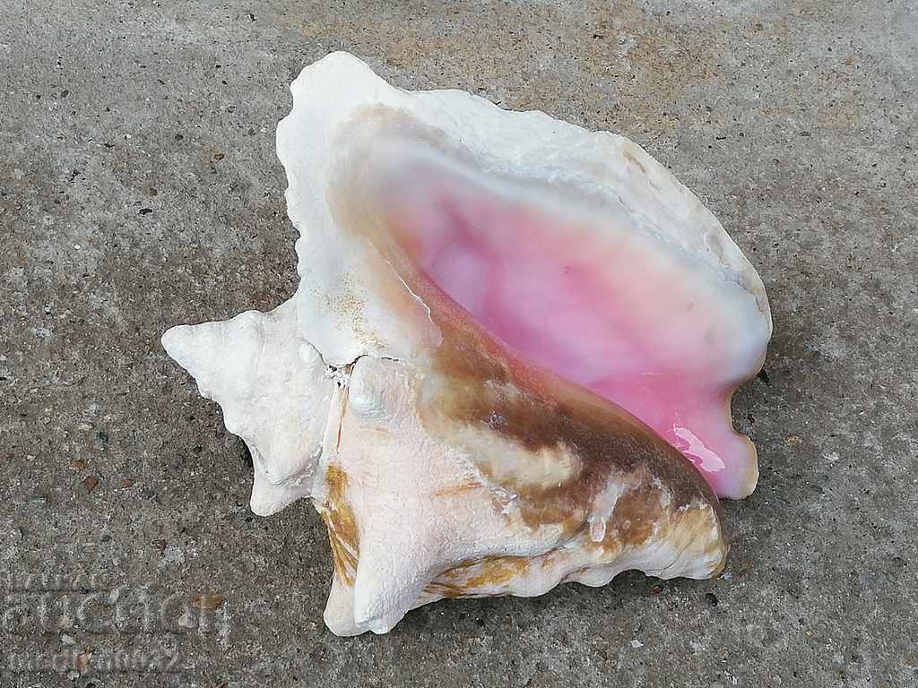 Un cadou RAPAN mare din marea caldă cu preț 78.00 BGN | € 39.88