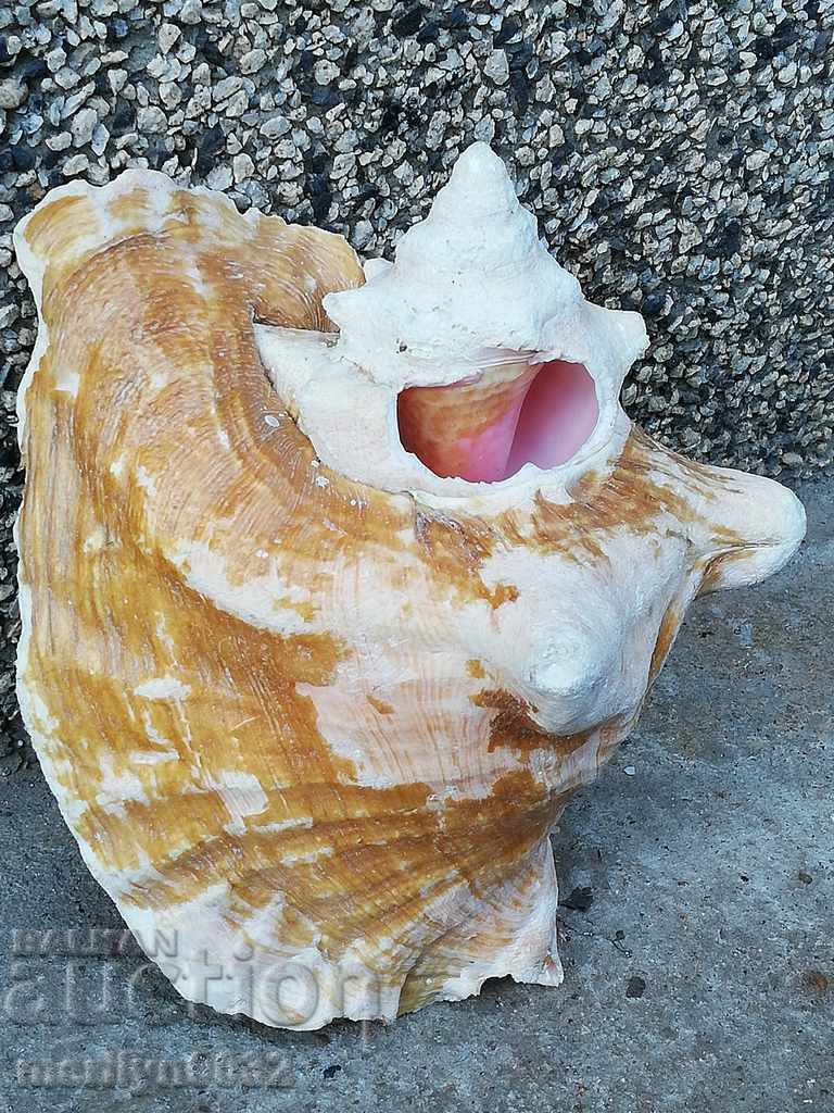 Licitație Un cadou RAPAN mare din marea caldă