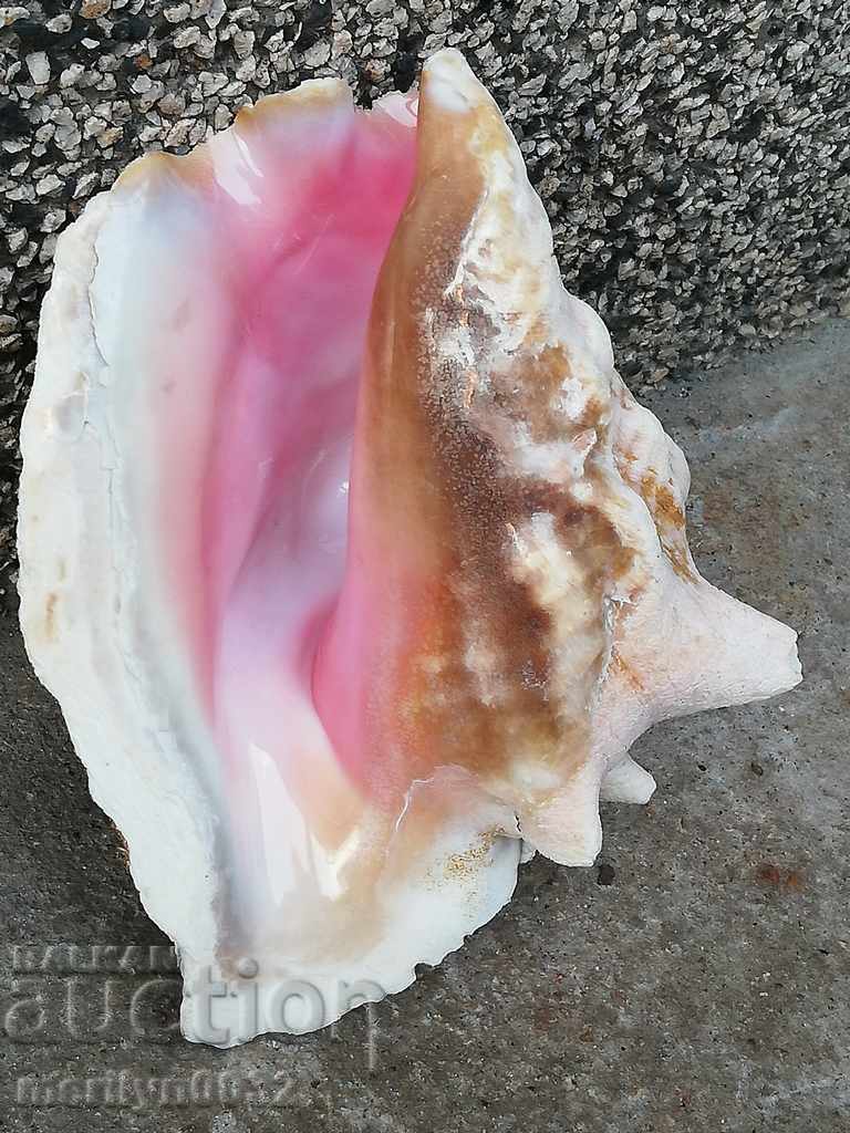 Livrarea Un cadou RAPAN mare din marea caldă