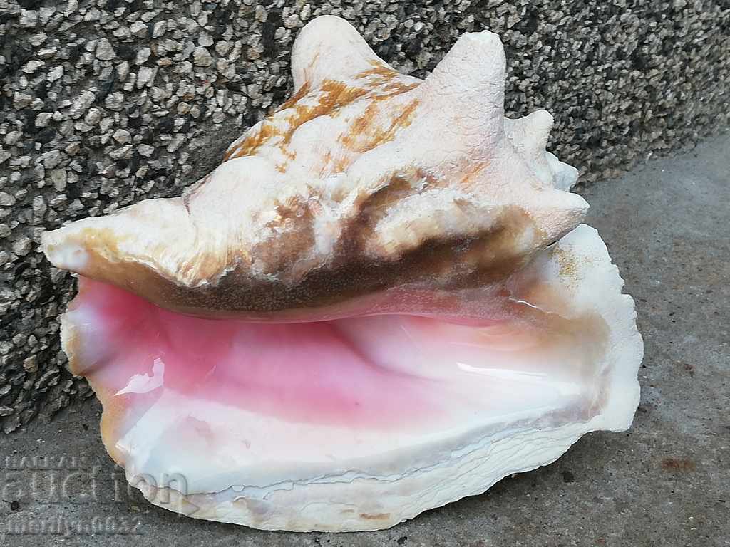 Un cadou RAPAN mare din marea caldă - 5