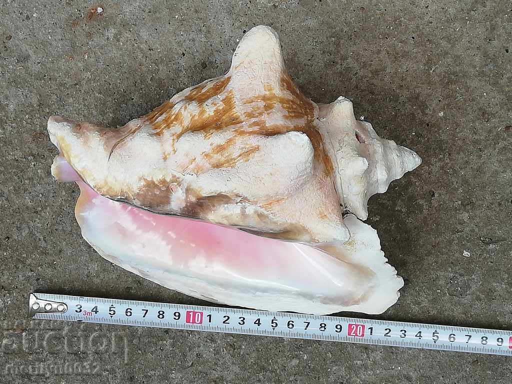 Un cadou RAPAN mare din marea caldă - 6