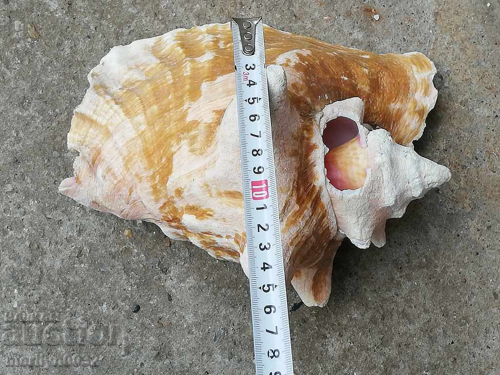 Un cadou RAPAN mare din marea caldă - 7