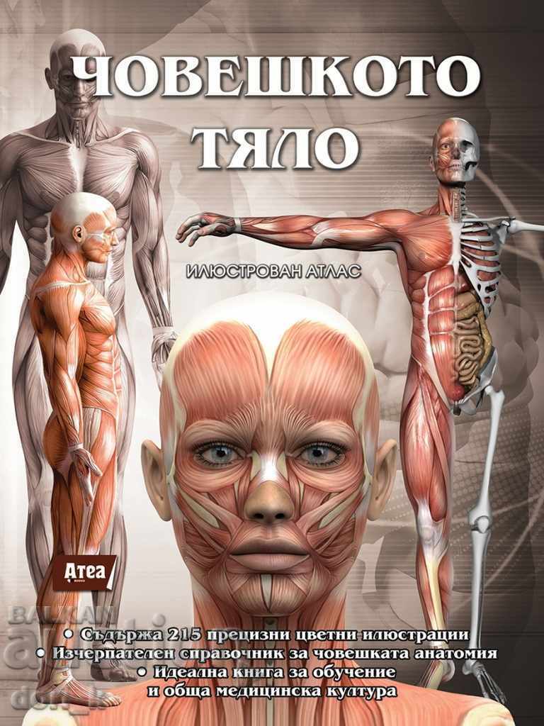 Human body. Illustrated atlas