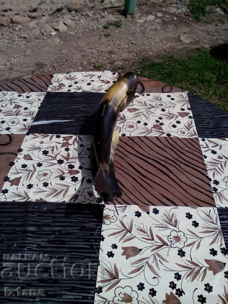 Delivery of Old Souvenir Fish