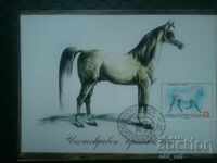 Maximum Map - Purebred Arabian Horse