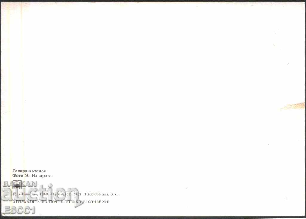 Postcard Fauna Little Cheetah 1989 from the USSR with price 1.50 BGN | € 0.77 Postcard Fauna Little Cheetah 1989 from the USSR with price 1.50 BGN | € 0.77