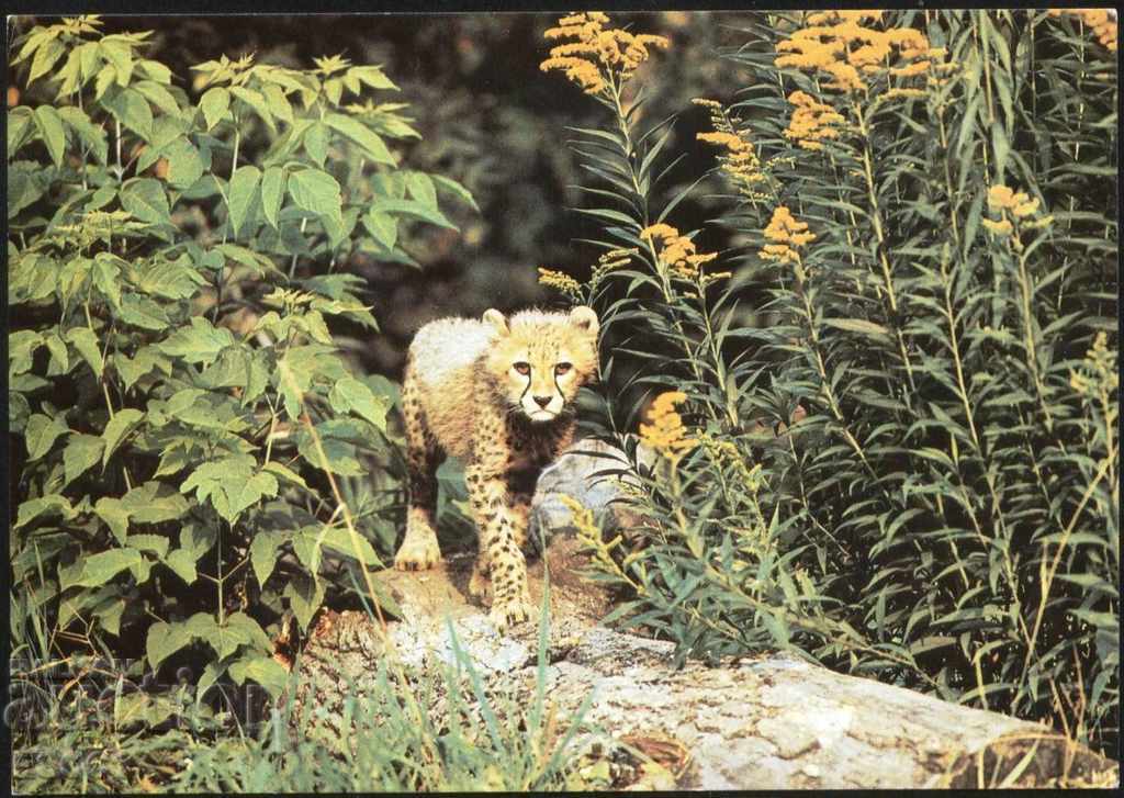 Cartea poștală Fauna Little Cheetah 1989 din URSS