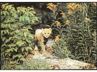 Postcard Fauna Little Cheetah 1989 from the USSR