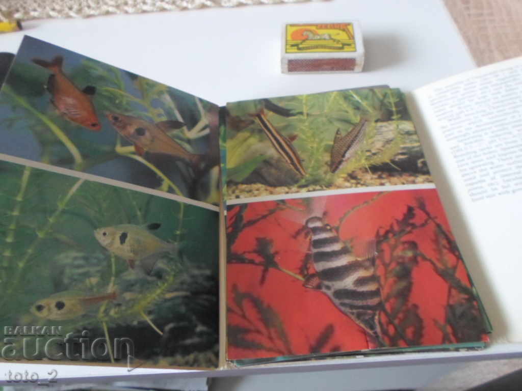 Auction  LOT OF OLD RUSSIAN CARDS WITH AQUARIUM FISH - DISCOUNT !!!
