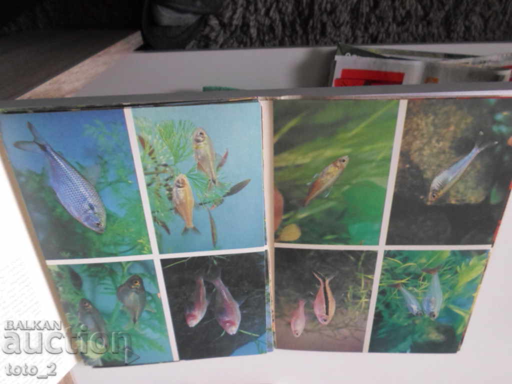 Delivery of LOT OF OLD RUSSIAN CARDS WITH AQUARIUM FISH - DISCOUNT !!!