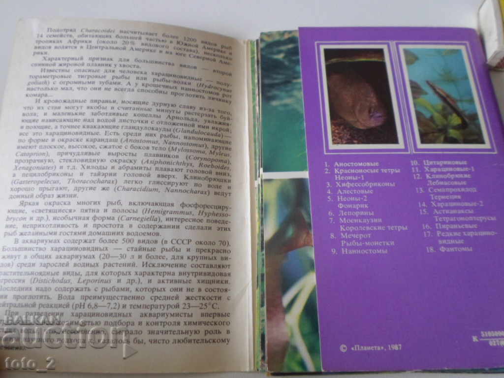 ЛОТ СТАРИ РУСКИ КАРТИЧКИ С АКВАРИУМНИ РИБКИ-НАМАЛЕНИЕ !!! - 5 ЛОТ СТАРИ РУСКИ КАРТИЧКИ С АКВАРИУМНИ РИБКИ-НАМАЛЕНИЕ !!! - 5