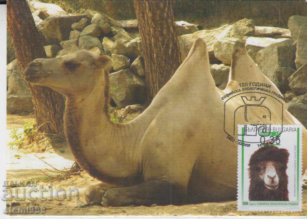 Postcard FDC Zoo Animals Fauna