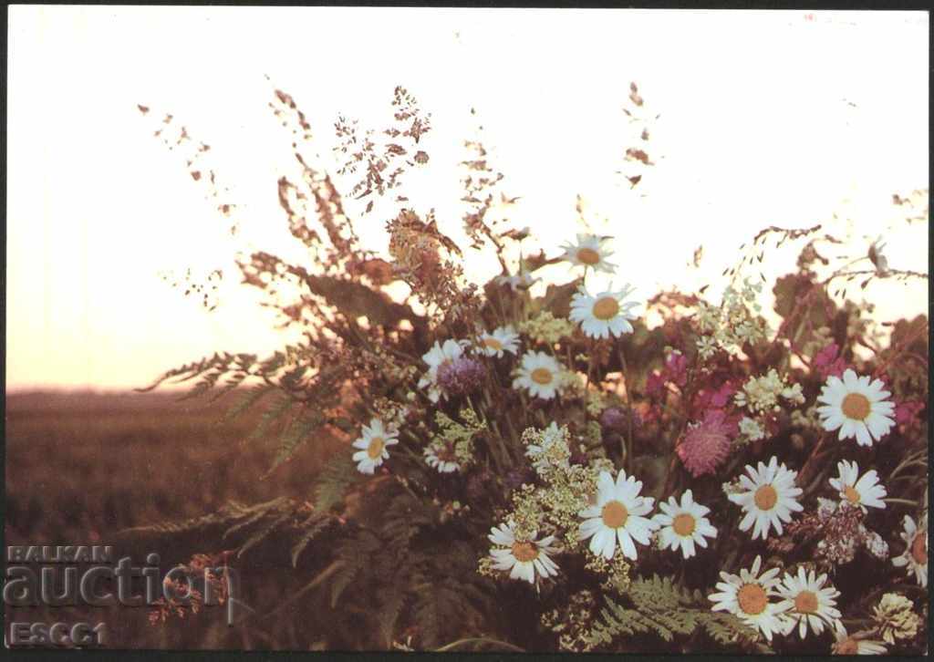 Postcard Flora Flowers 1989 from the USSR Latvia