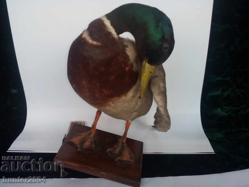 Duck greenhead, detergent,. On a wooden stand.
