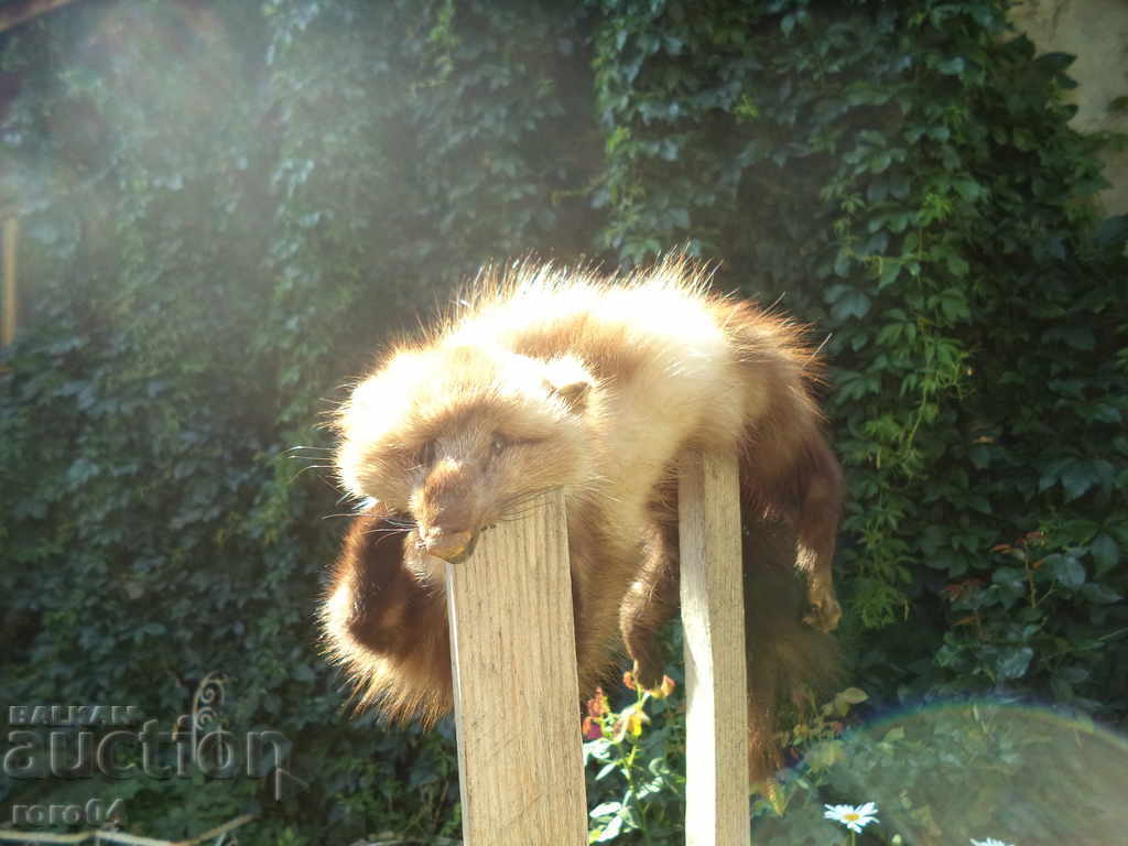 Mink - WHAT with price 121.50 BGN | € 62.12