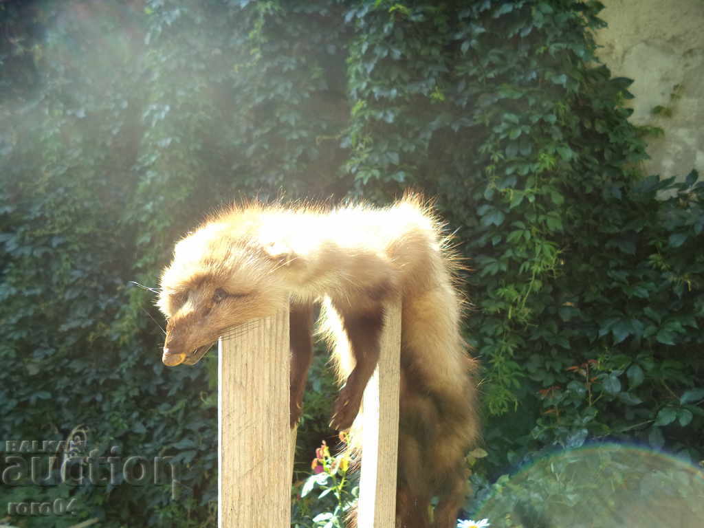 Auction  Mink - WHAT