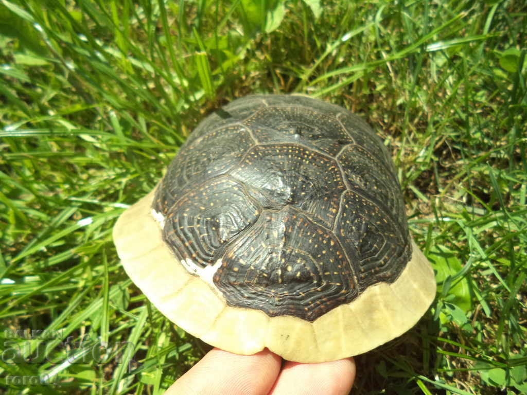 TURTLE - CUTIE - AUTENTICĂ cu preț 42.30 BGN | € 21.63 TURTLE - CUTIE - AUTENTICĂ cu preț 42.30 BGN | € 21.63