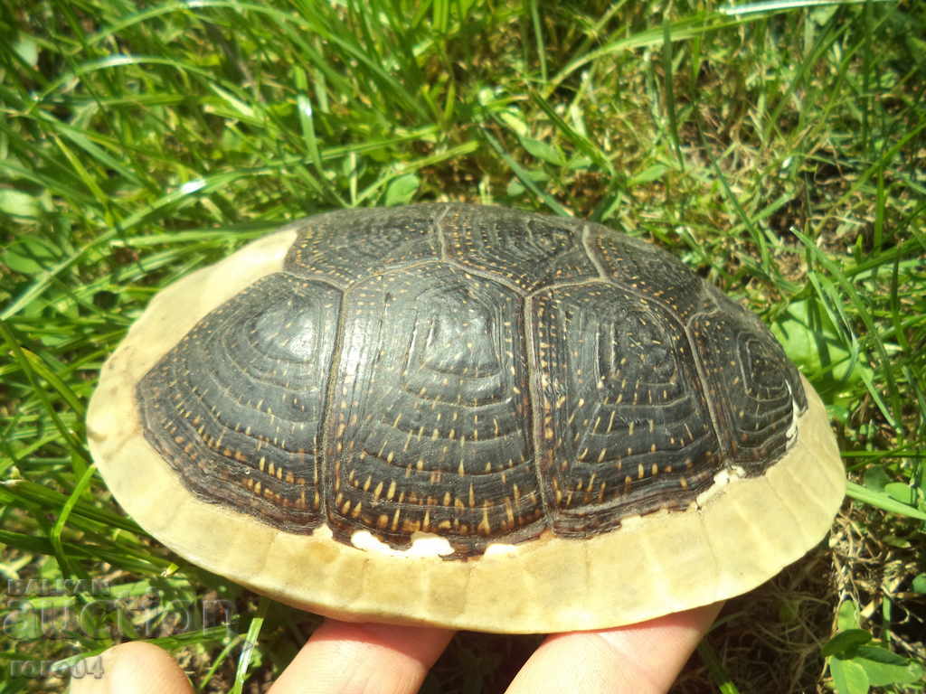 Licitație TURTLE - CUTIE - AUTENTICĂ Licitație TURTLE - CUTIE - AUTENTICĂ