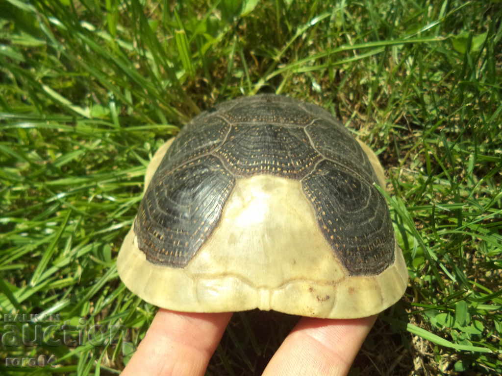 Livrarea TURTLE - CUTIE - AUTENTICĂ Livrarea TURTLE - CUTIE - AUTENTICĂ