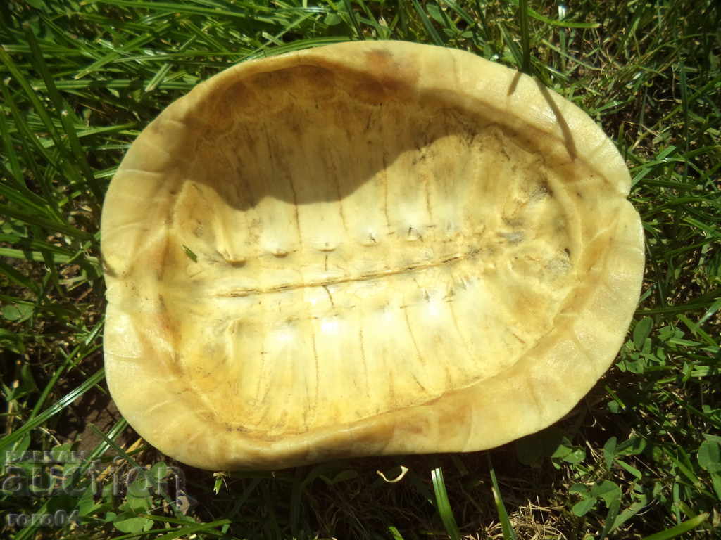 TURTLE - CUTIE - AUTENTICĂ - 5 TURTLE - CUTIE - AUTENTICĂ - 5