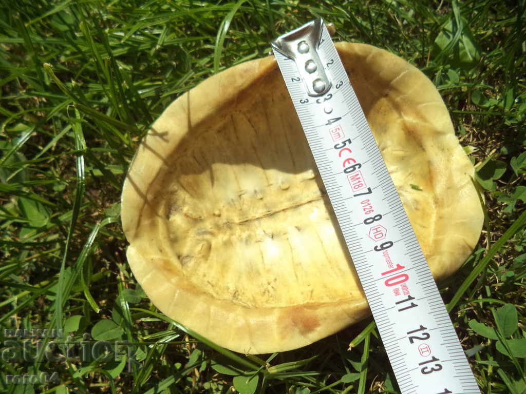 TURTLE - CUTIE - AUTENTICĂ - 7 TURTLE - CUTIE - AUTENTICĂ - 7