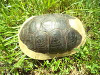 TURTLE - CUTIE - AUTENTICĂ