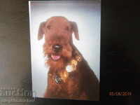 Βουλγαρία - ΚΜ Σκυλιά - ΕΡΝΤΕΛ ΤΕΡΙΕΡ