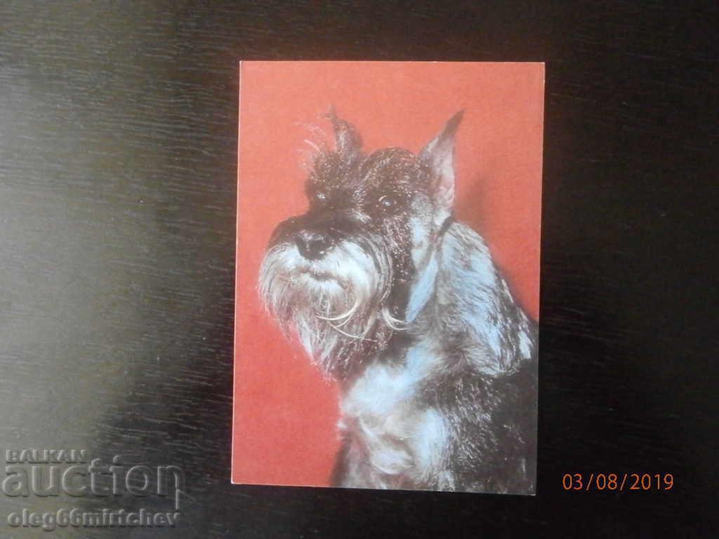 Bulgaria - Postcard - Dogs - SCHNAUZER Bulgaria - Postcard - Dogs - SCHNAUZER