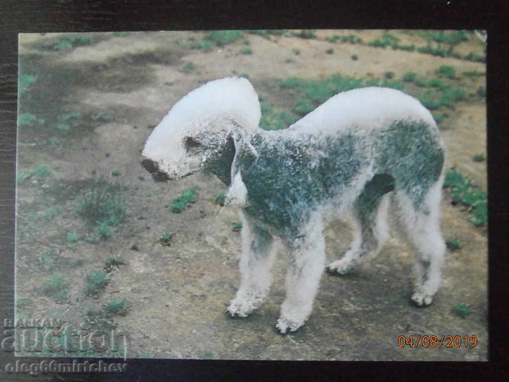 СССР Кучета Бедлингтон - ТЕРИЕР СССР Кучета Бедлингтон - ТЕРИЕР