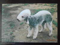 ΣΚΥΛΙΑ ΜΠΕΝΤΛΙΝΓΚΤΟΝ - ΤΕΡΙΕΡ (ΣΣΣΡ)