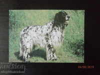USSR Dogs - English Setter
