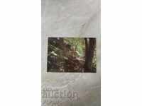 Βέλινγκραντ